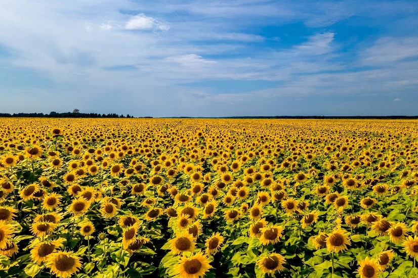 Sản xuất hoa Hướng dương trên thế giới và ở Ukraine